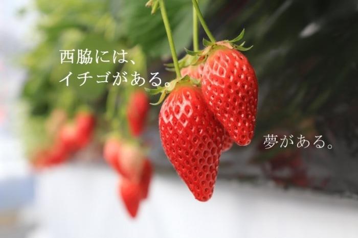 スイーツファクトリーの研修生が栽培したイチゴの写真です。