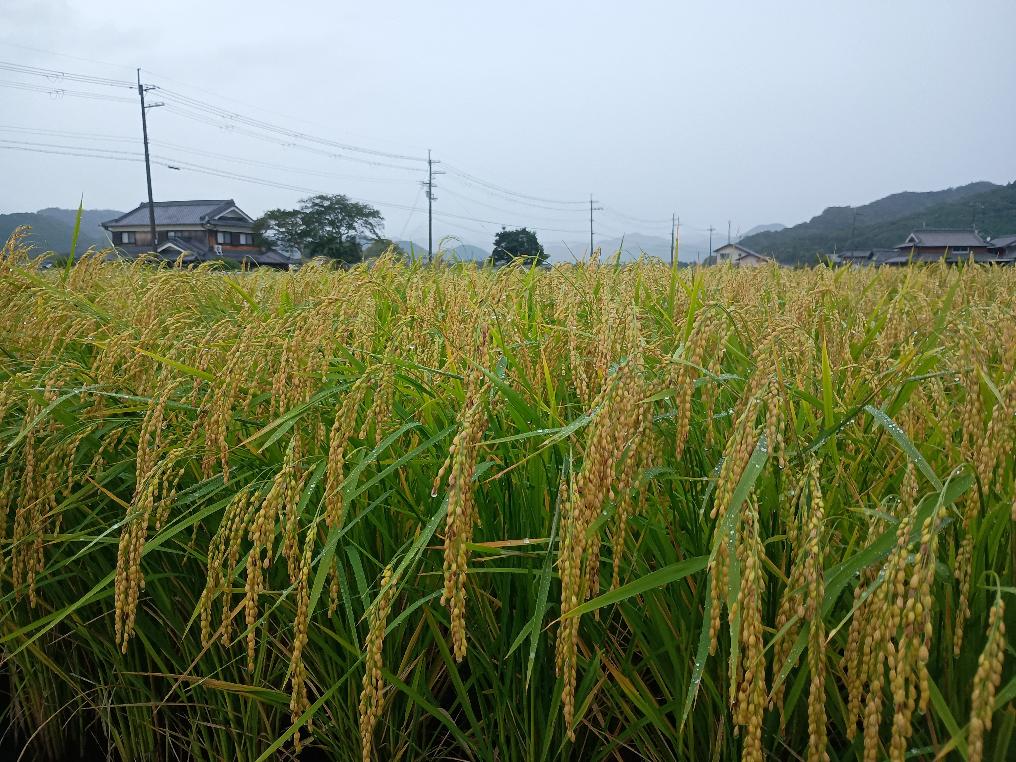 収穫前の山田錦が穂をつけて頭を垂れている様子の写真です