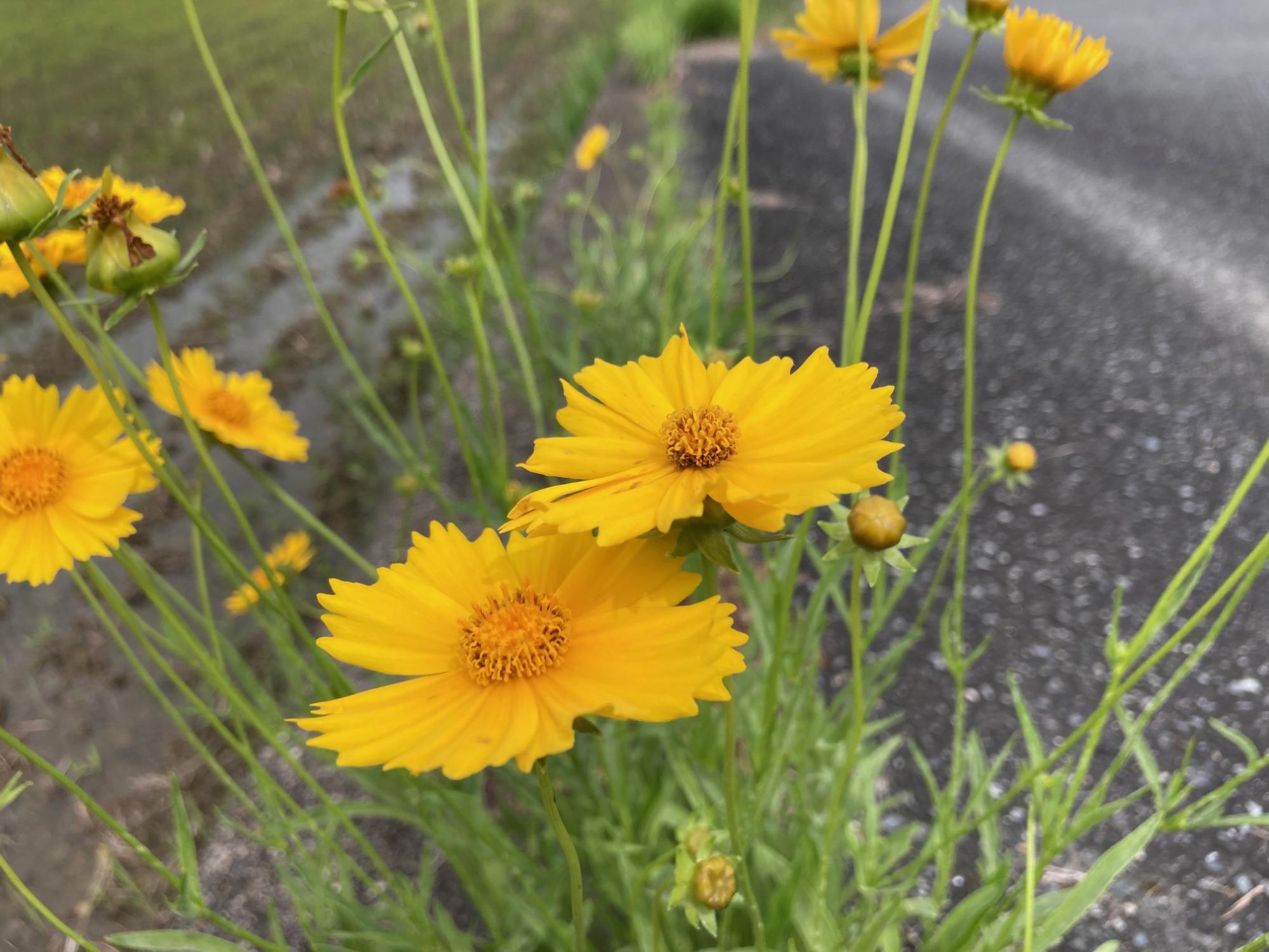 オオキンケイギク(花)