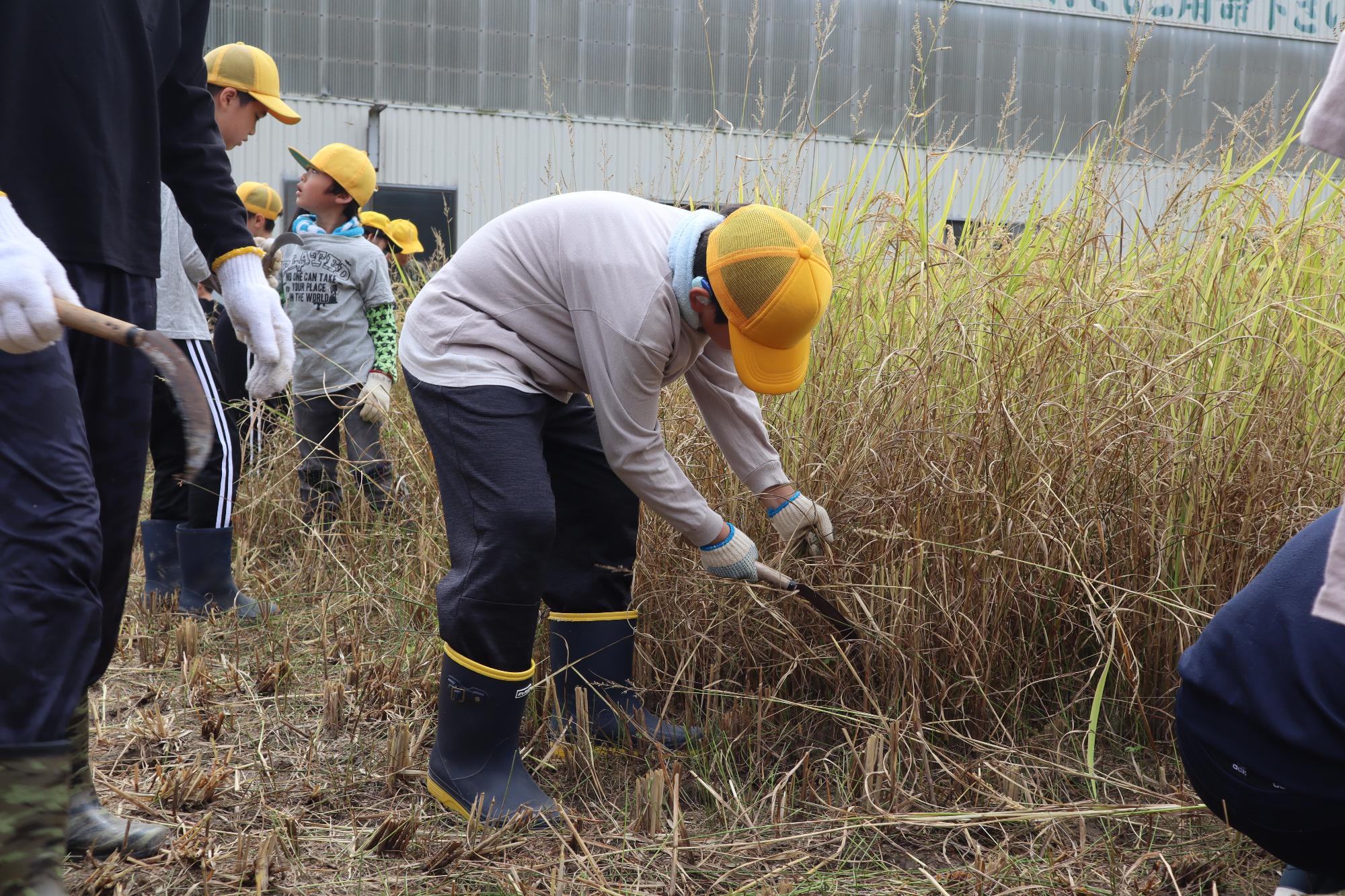 腰をかがめての作業の大変さ