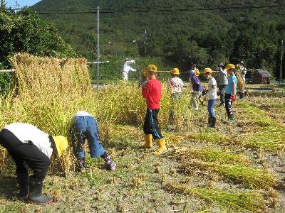 稲刈り