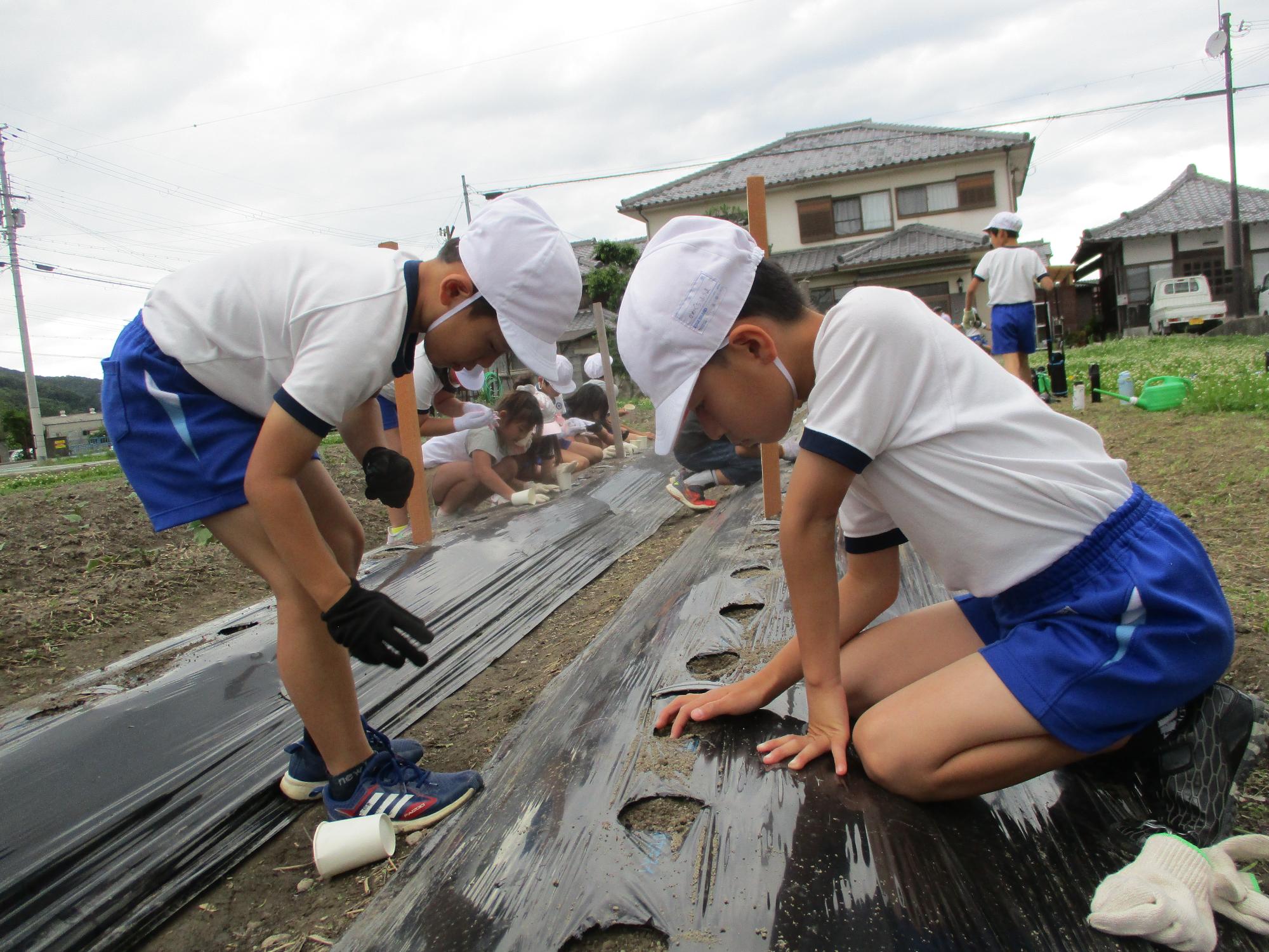 ちゃんと芽を出してね
