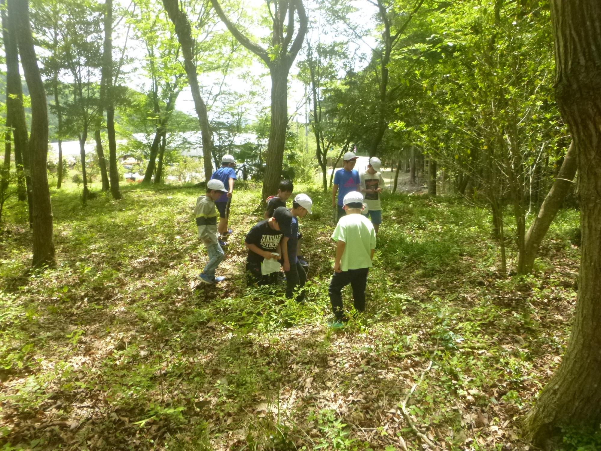 カナヘビ狩りに夢中です