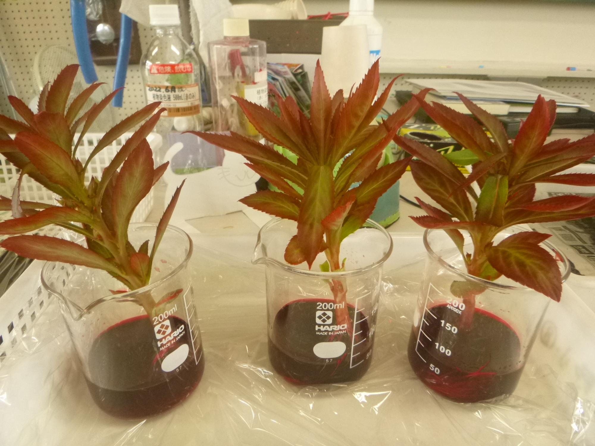 染色液で葉まで赤くなったホウセンカ