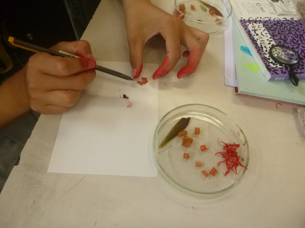 指を赤くしながら茎を薄く切っています