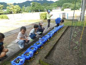 あさがおの水やり