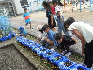 あさがお観察中