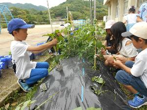 夏野菜の観察2