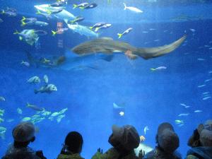 大きな魚、小さな魚