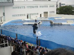 シャチのショー