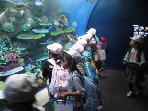 きれいな色の魚たち