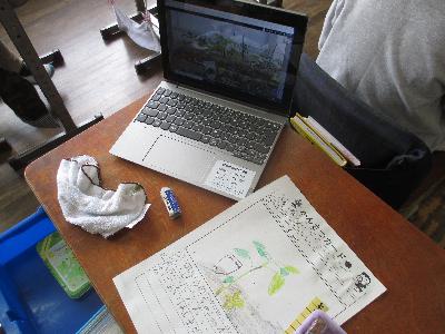 野菜の観察記録