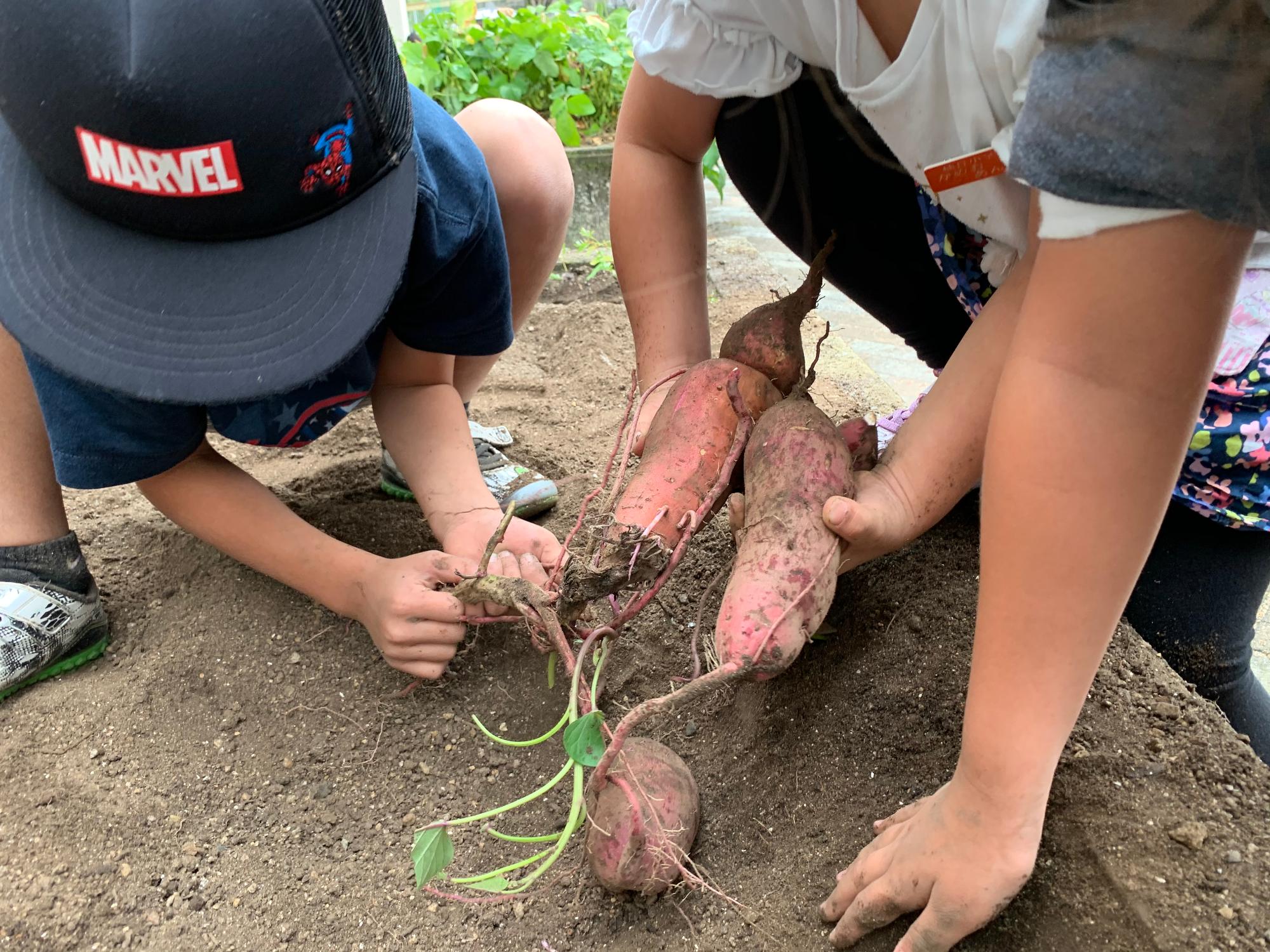 191023 2年さつまいも掘り