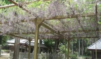 六所神社の藤棚