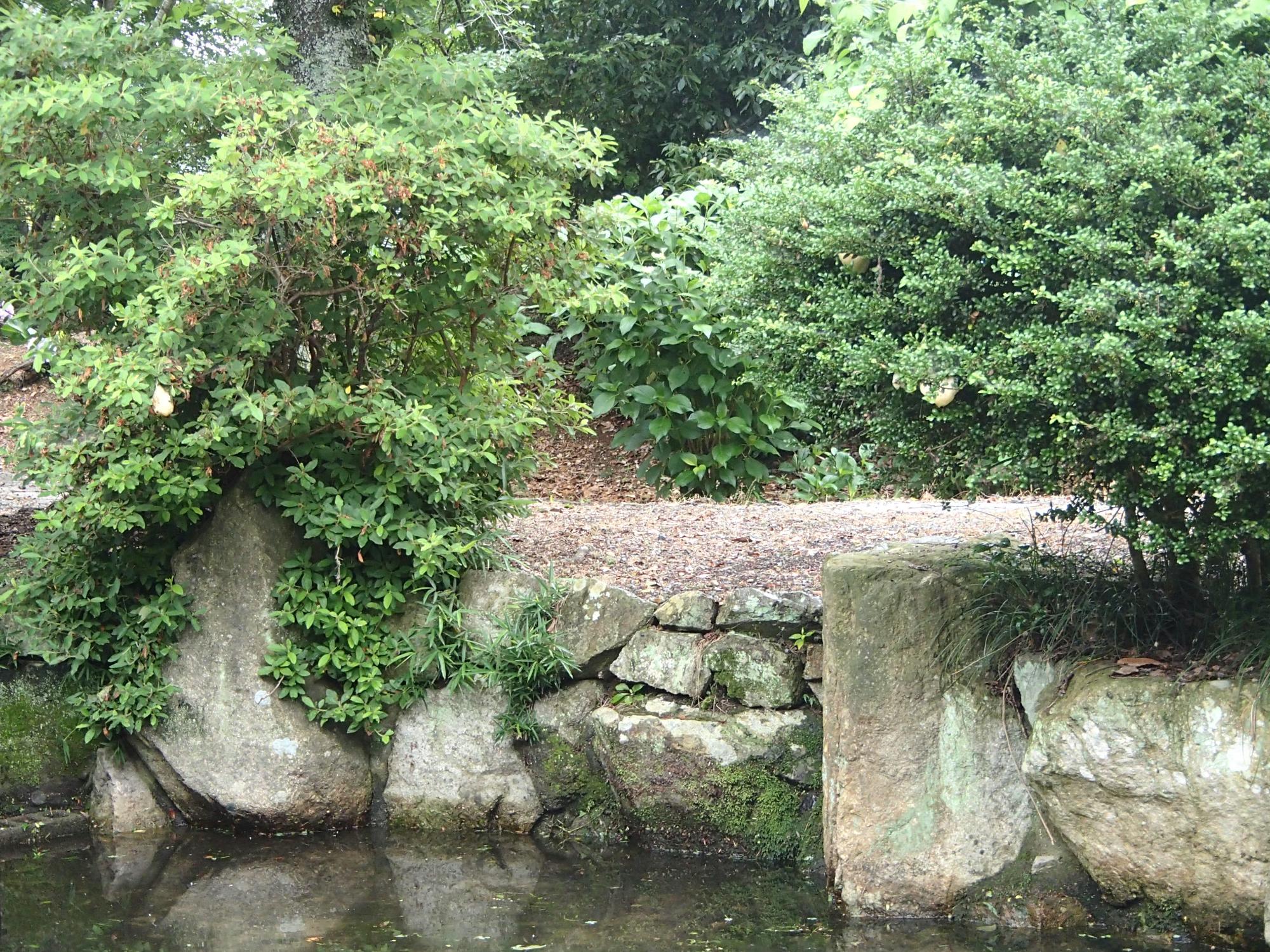 アジサイ園モリアオガエルのたまご