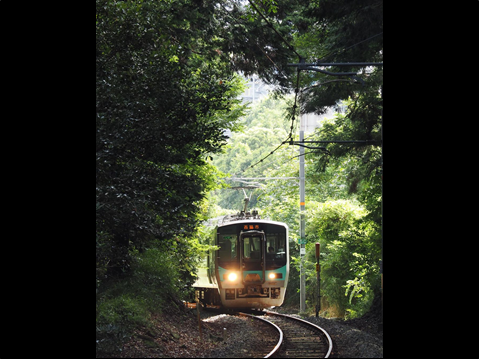 新緑のトンネルに突入