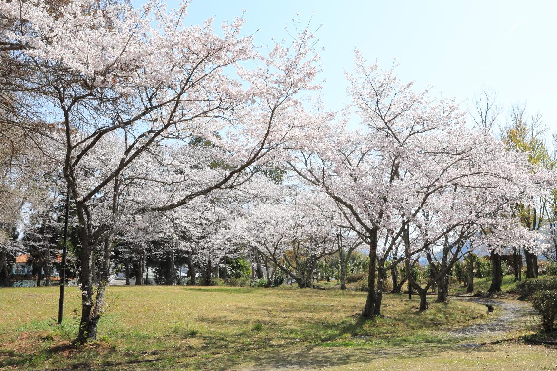 童子山公園の桜