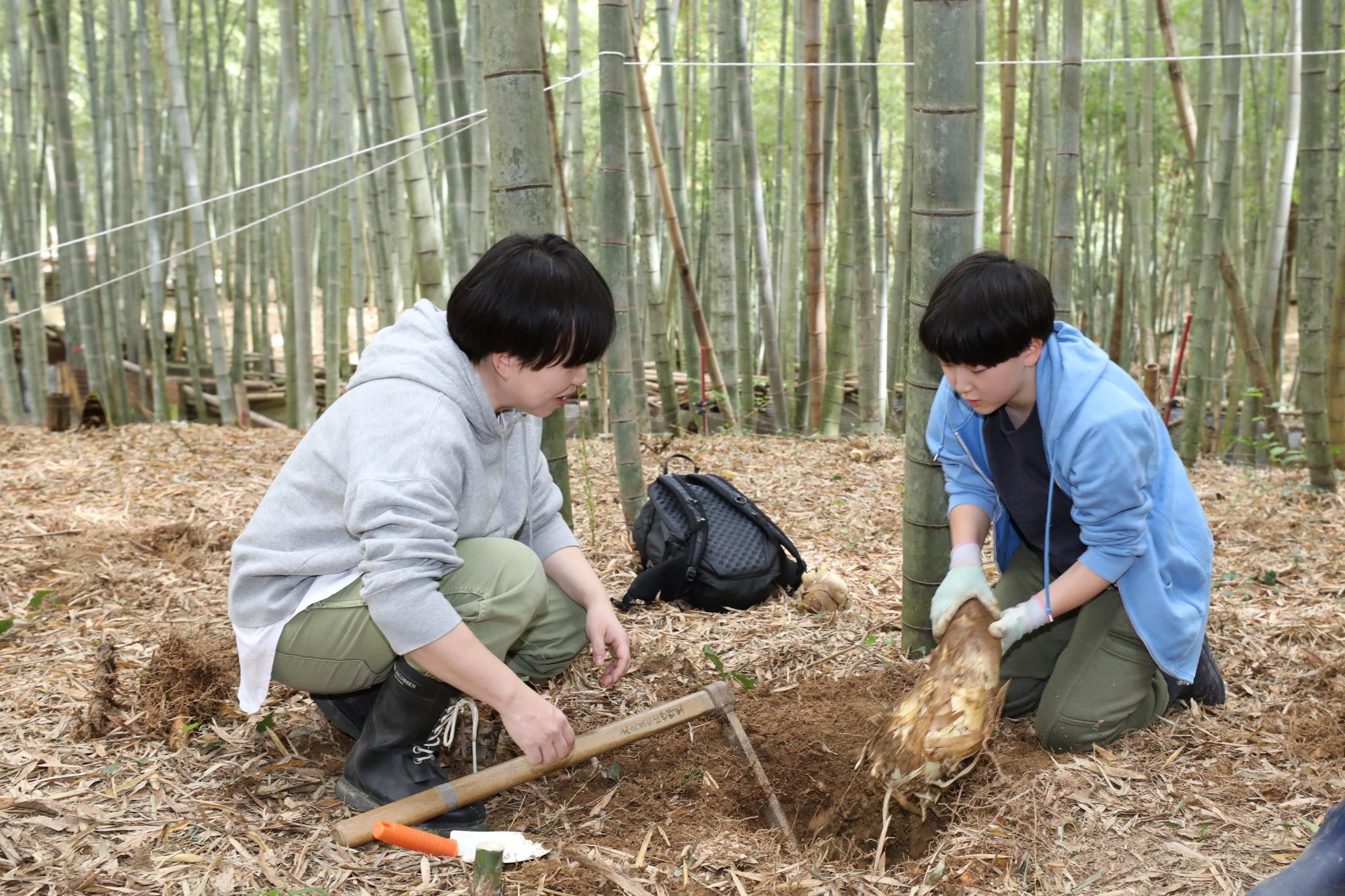 たけのこ収穫祭