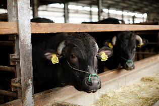 西脇が誇る黒田庄和牛が県の枝肉共励会で6年ぶりに優勝
