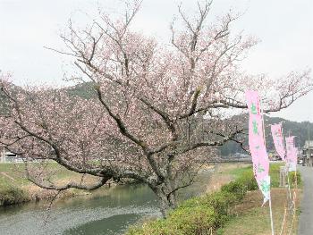 20230321地蔵一本桜まつり
