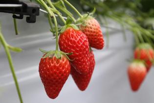 農産物直売所などで販売されるイチゴは、すぐに完売する人気ぶり