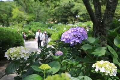 29年6月18日あじさいまつり