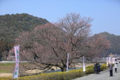 29年3月20日地蔵一本桜まつり
