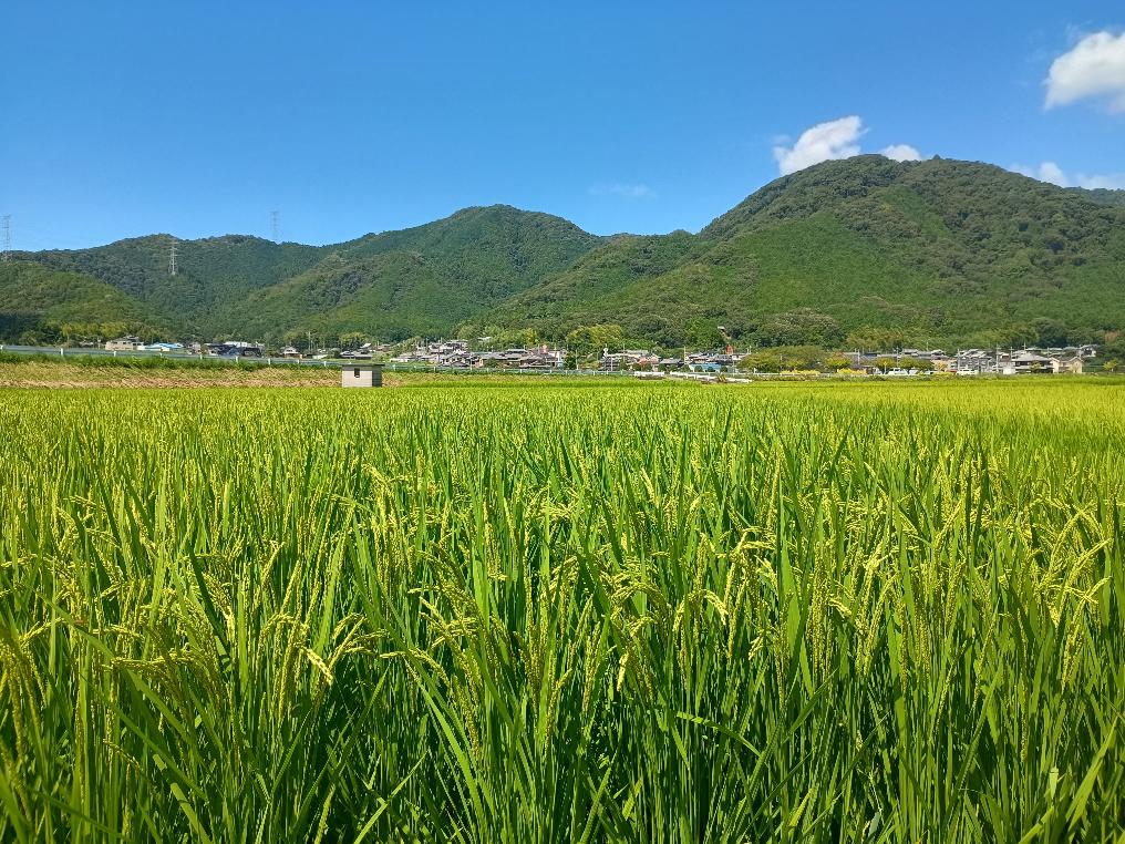 芳田地区の田んぼに山田錦が穂をつけて実っている様子の写真です
