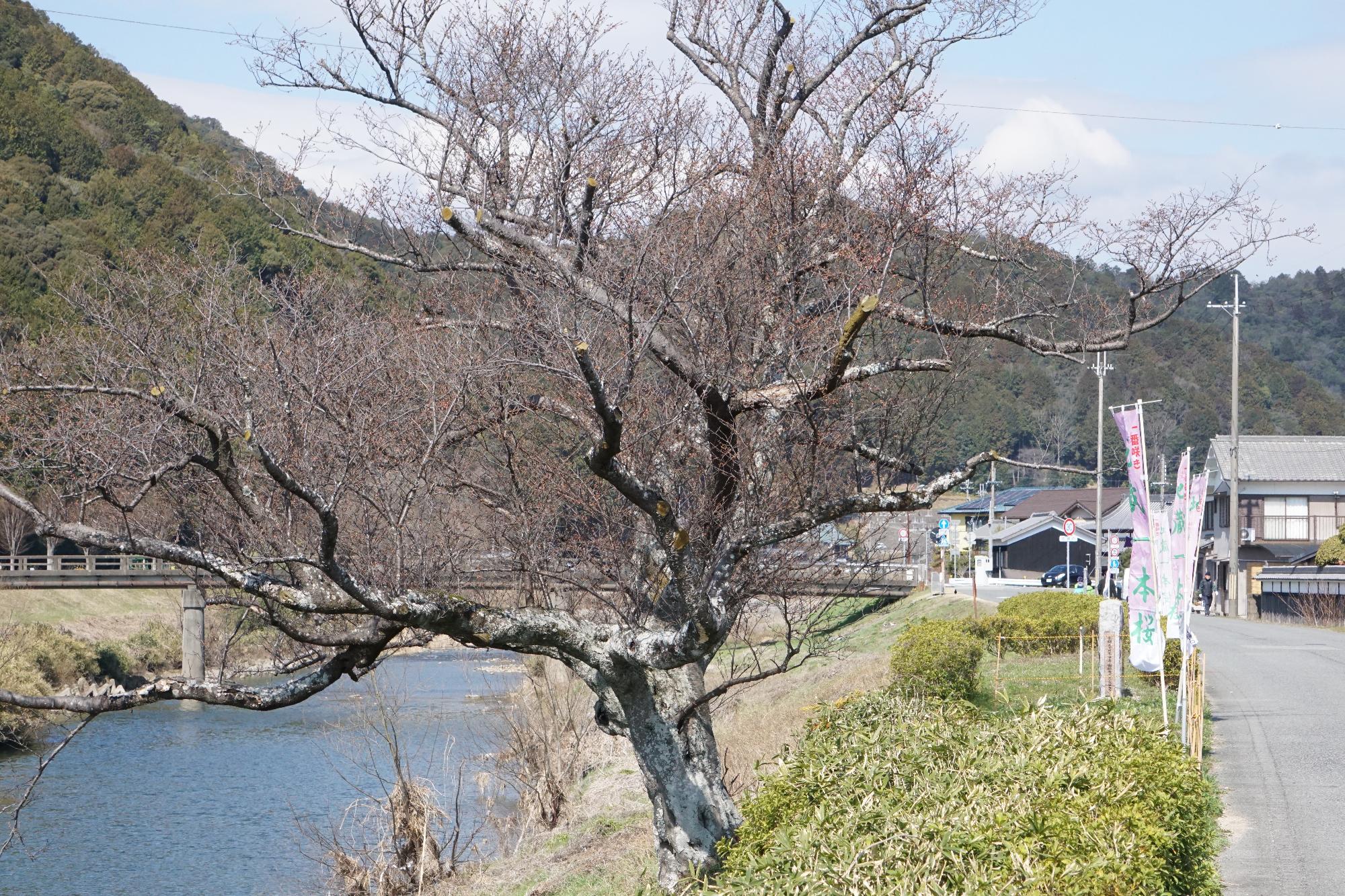 地蔵一本桜