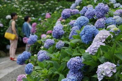 28年6月13日あじさいまつり