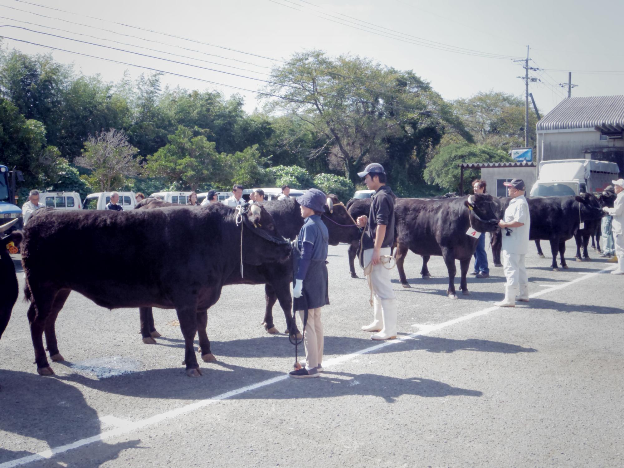 たくさん並ぶ牛