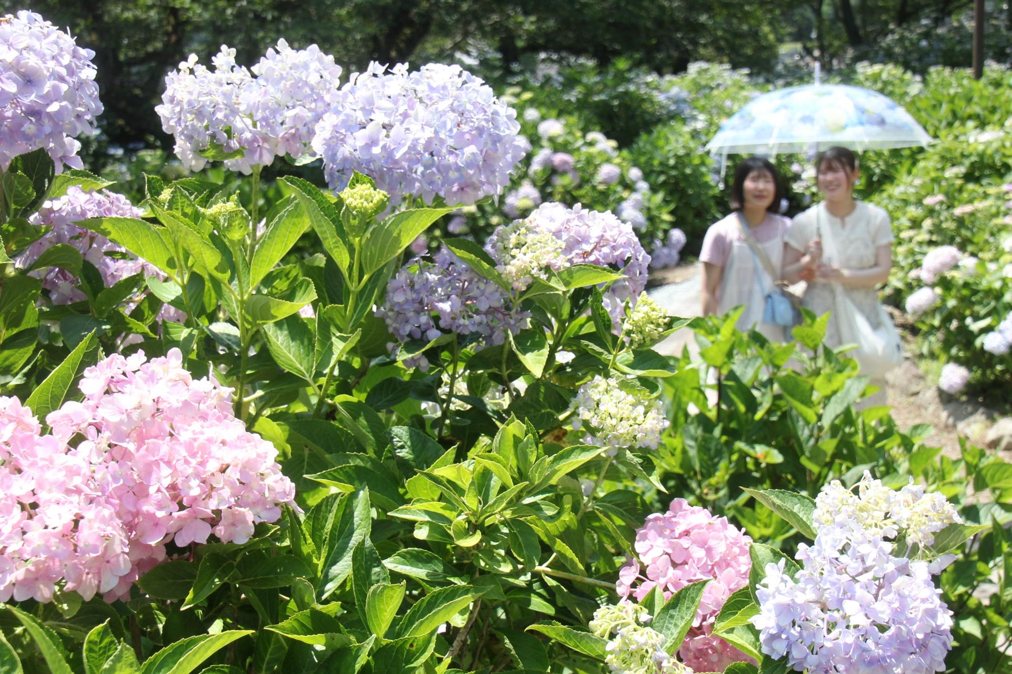 都麻乃郷あじさい園