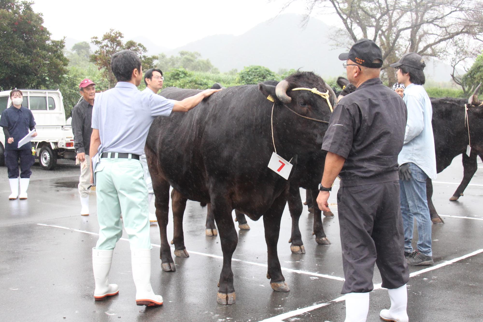 黒田庄和牛畜産共進会