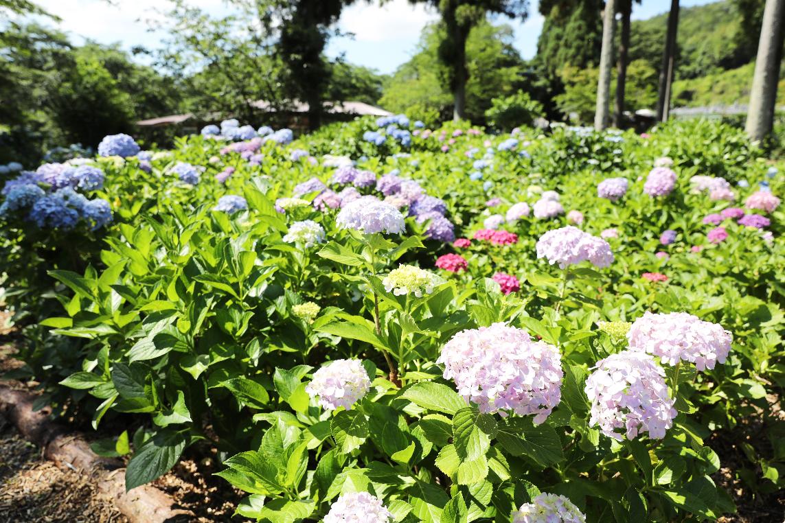 都麻乃郷あじさい園の様子