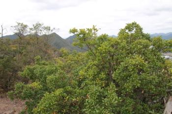 海洋性植物のウバメガシ