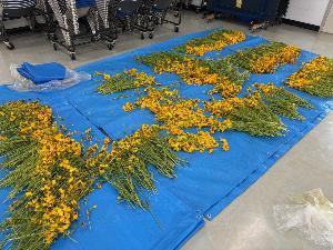 染色に使用したオオキンケイギク