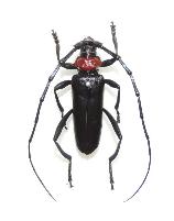 クビアカツヤカミキリのオス成虫