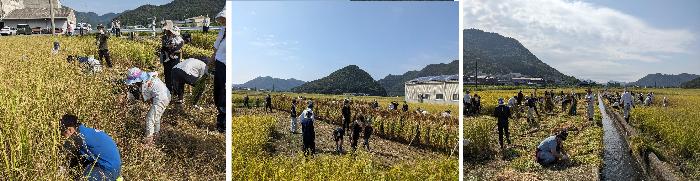 稲刈り体験