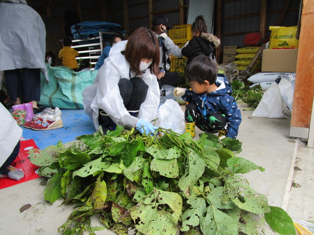 過去の枝豆収穫の様子