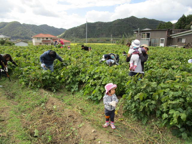 過去の枝豆収穫の様子
