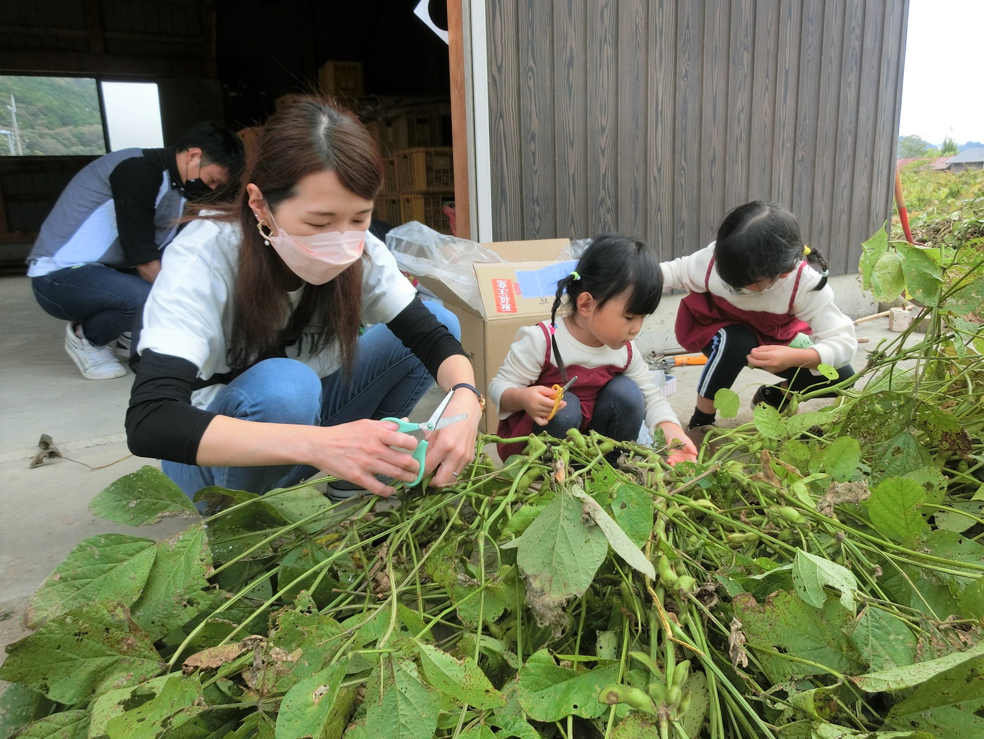 枝豆を収穫する様子