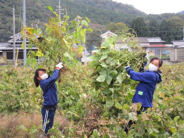 枝豆を収穫する様子