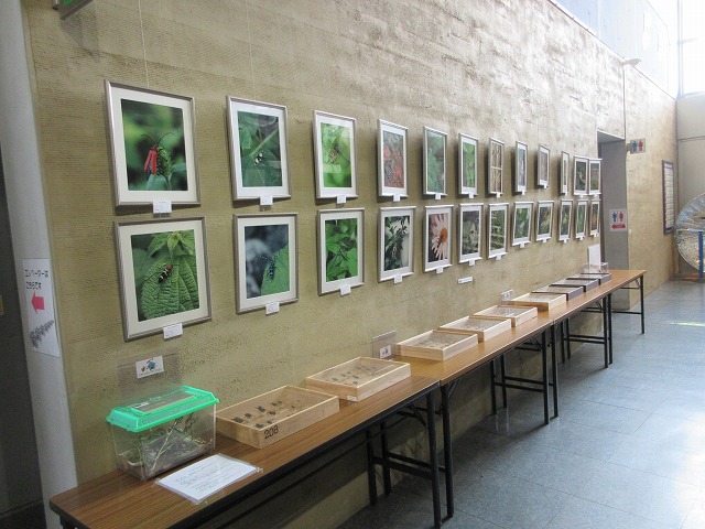 展示の様子