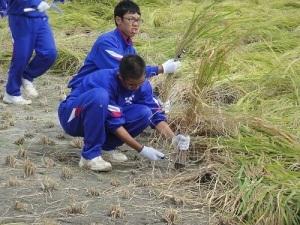 稲刈り2