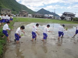 田植え1