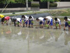 田植え2
