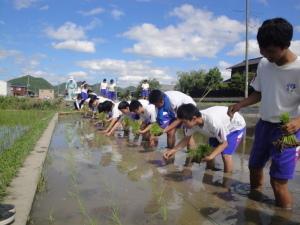 田植え3